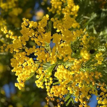 בית נופש Jasmin Et Camomille *